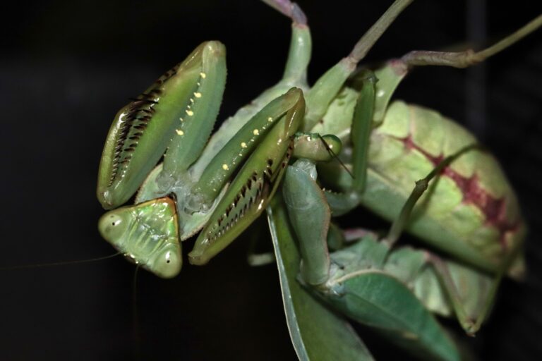 Sphodromantis SP 生体 販売