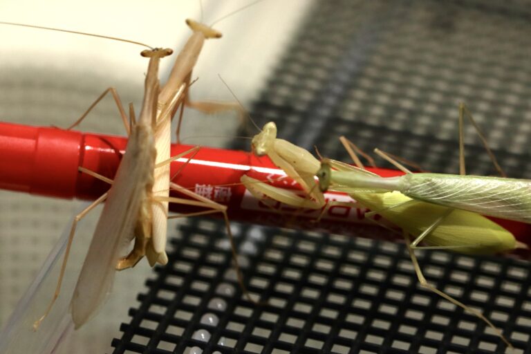 Miomantis paykullii 生体 販売