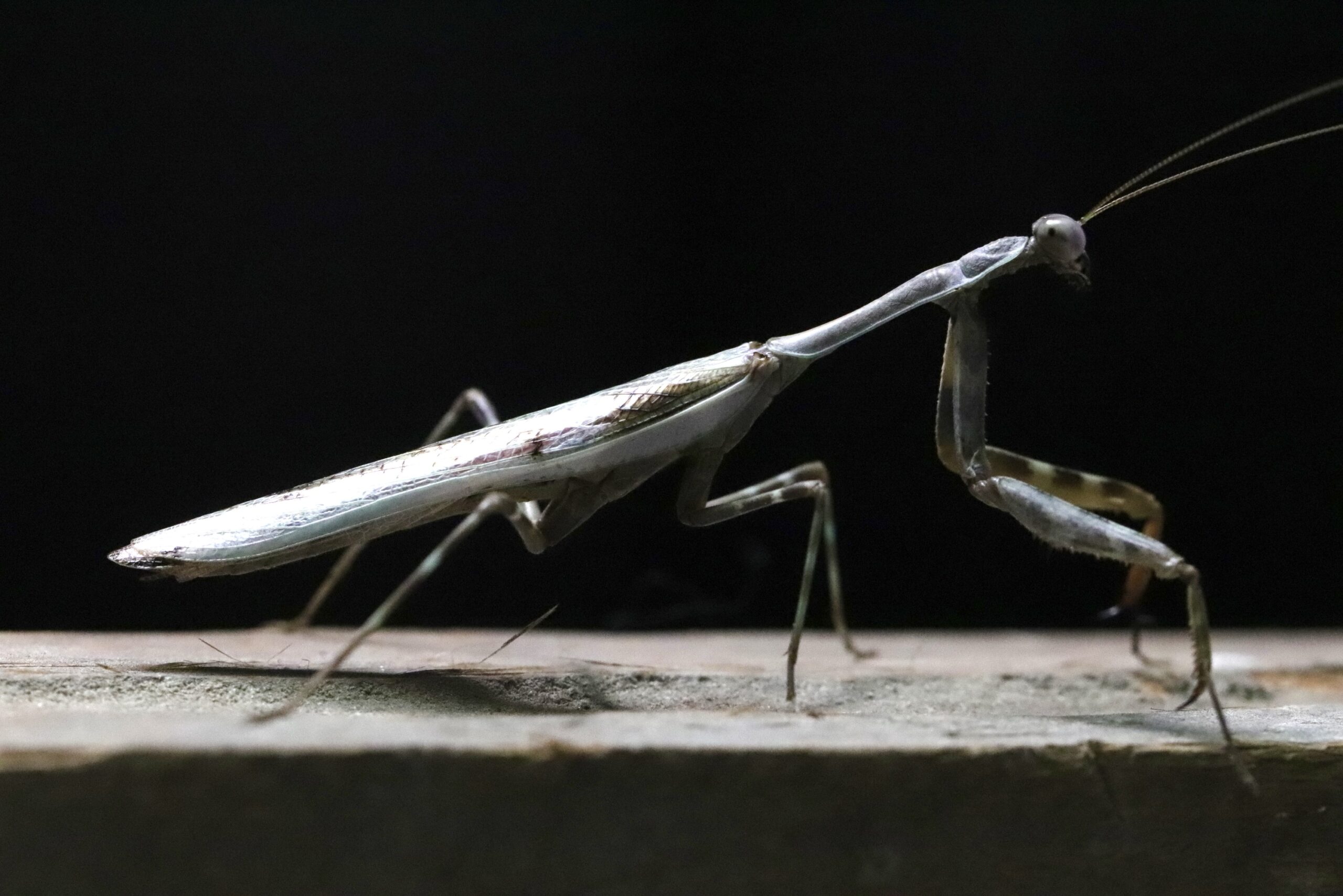 Parasphendale sp 生体 販売
