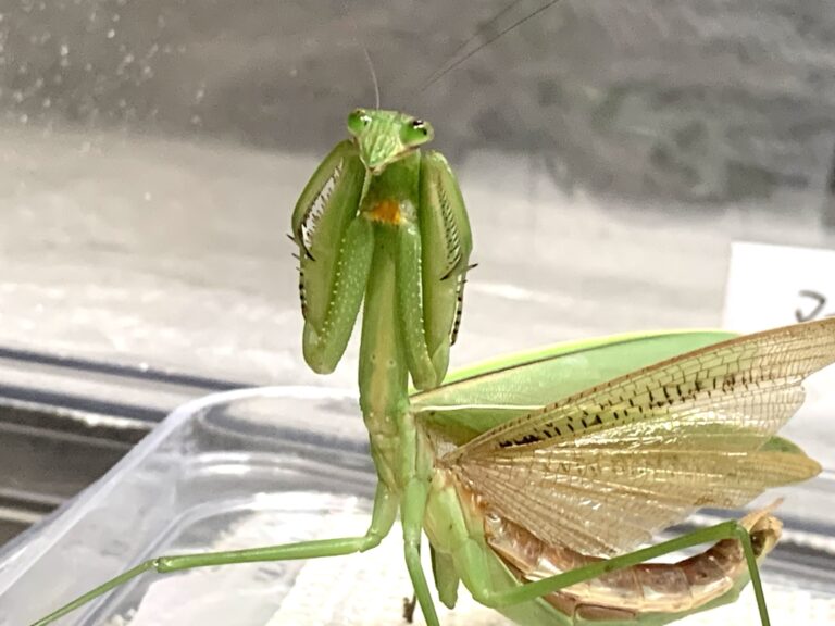 チョウセンカマキリ