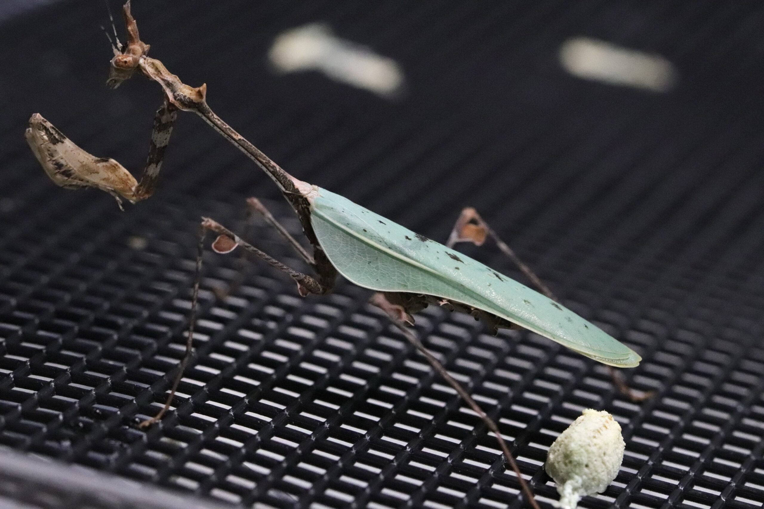 ミコカマキリ 生体 販売