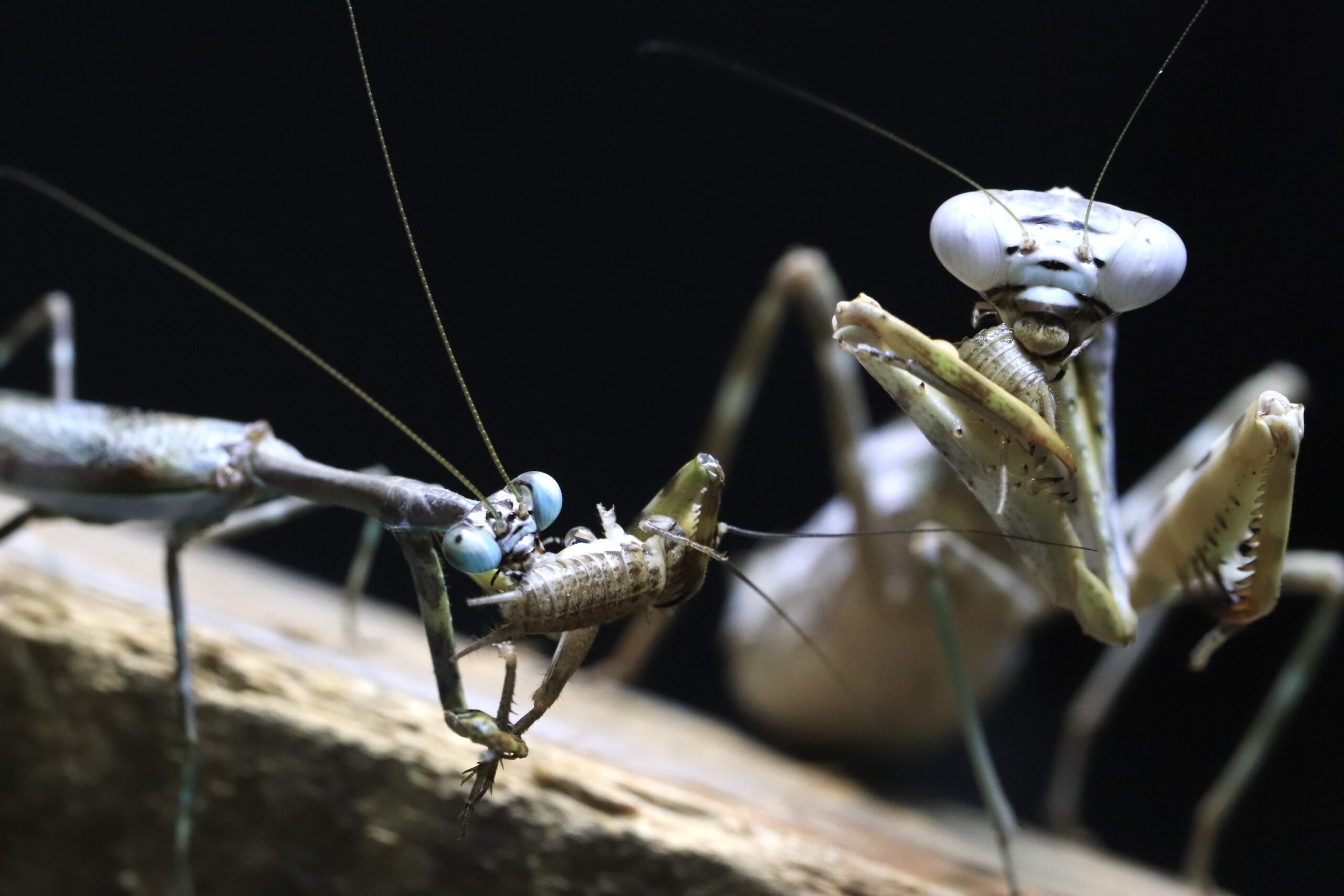Parasphendale sp 生体 販売