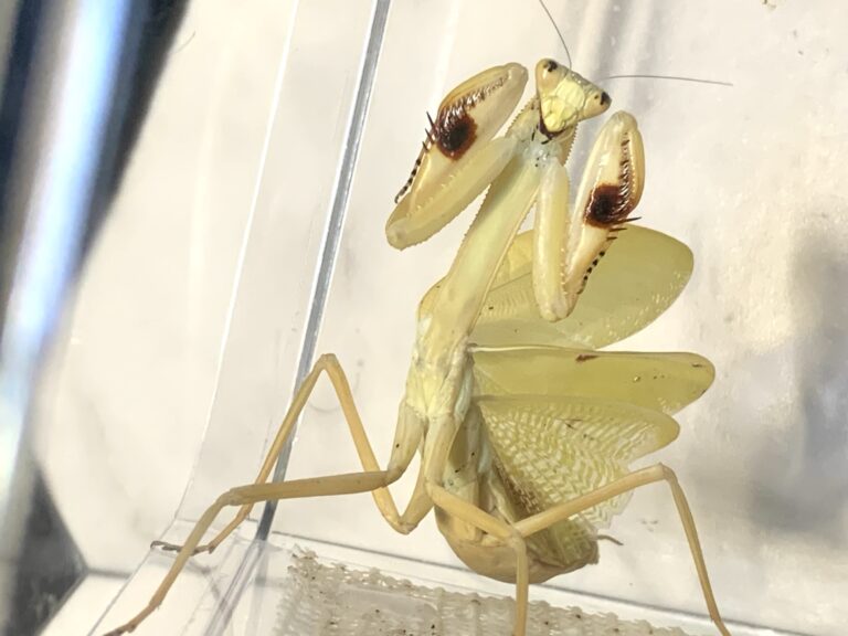 Stagmatoptera femoralis