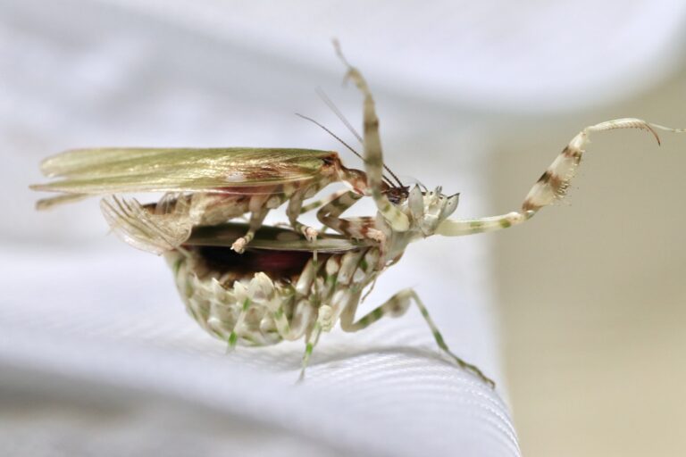 Harpagomantis tricolor