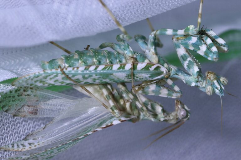アザミカマキリ