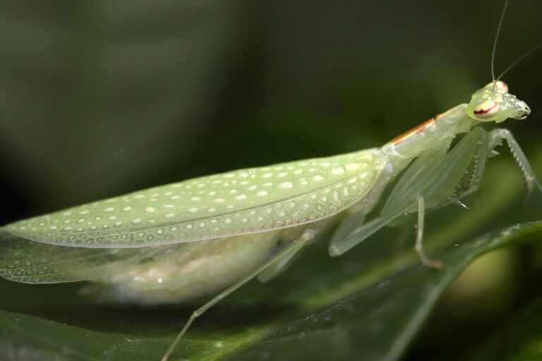 Eomantis yunnanensis