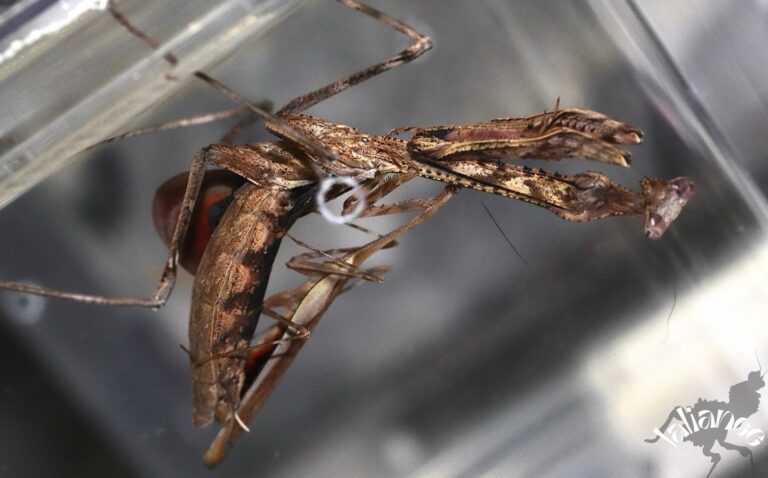 Pseudempusa pinnapavonis