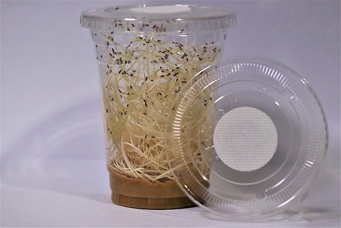 キイロショウジョウバエ 生体 販売