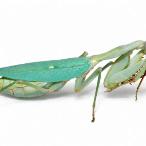 Rhombodera kirbyi
