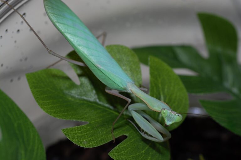 Sphodromantis aurea 生体 販売