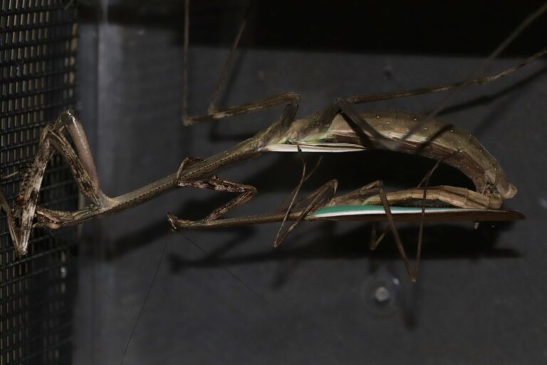 Phasmomantis sumichrasti