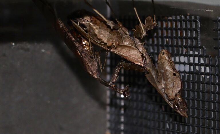 マオウカレハカマキリ
