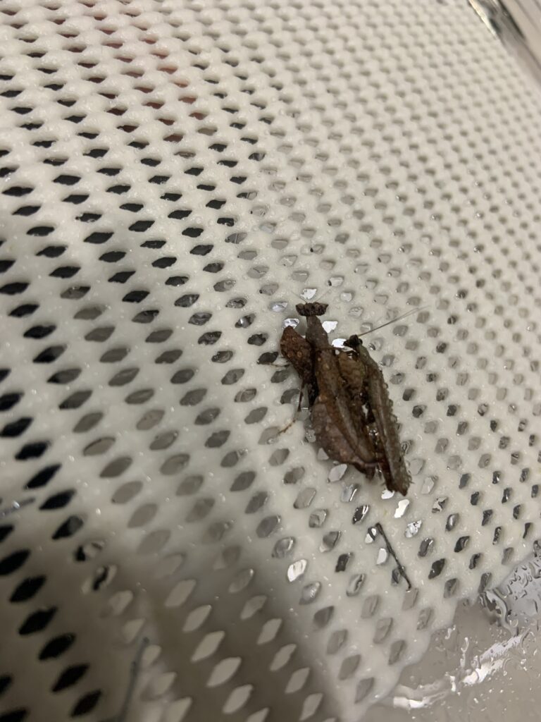 Otomantis sp 生体 販売