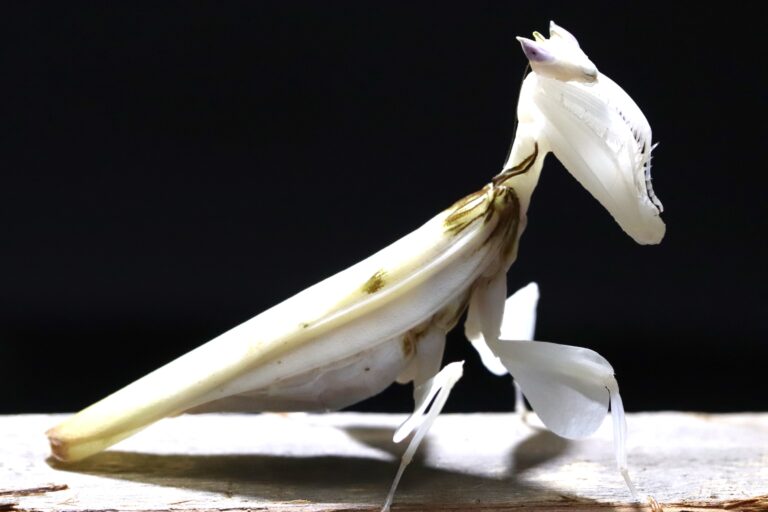 ハナカマキリ