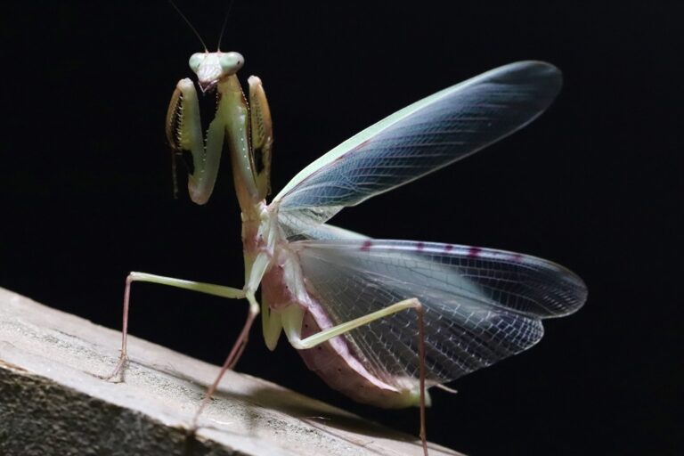 Polyspilota SP 生体 販売