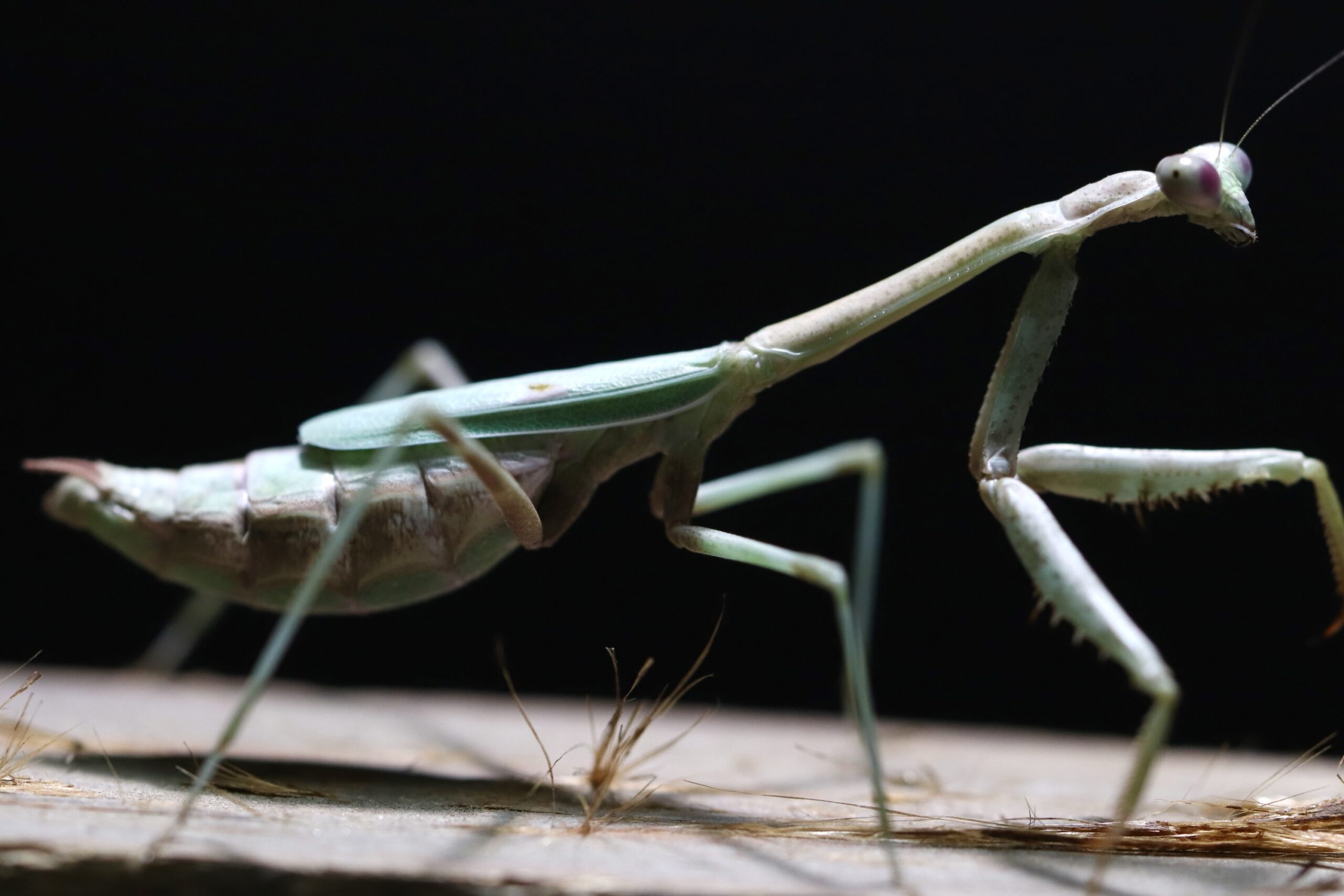 Stagmomantis floridensis
