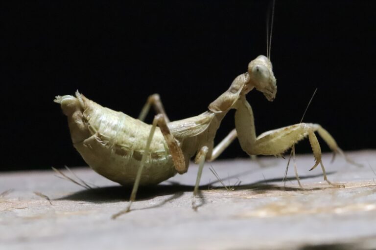 Ameles spallanzania