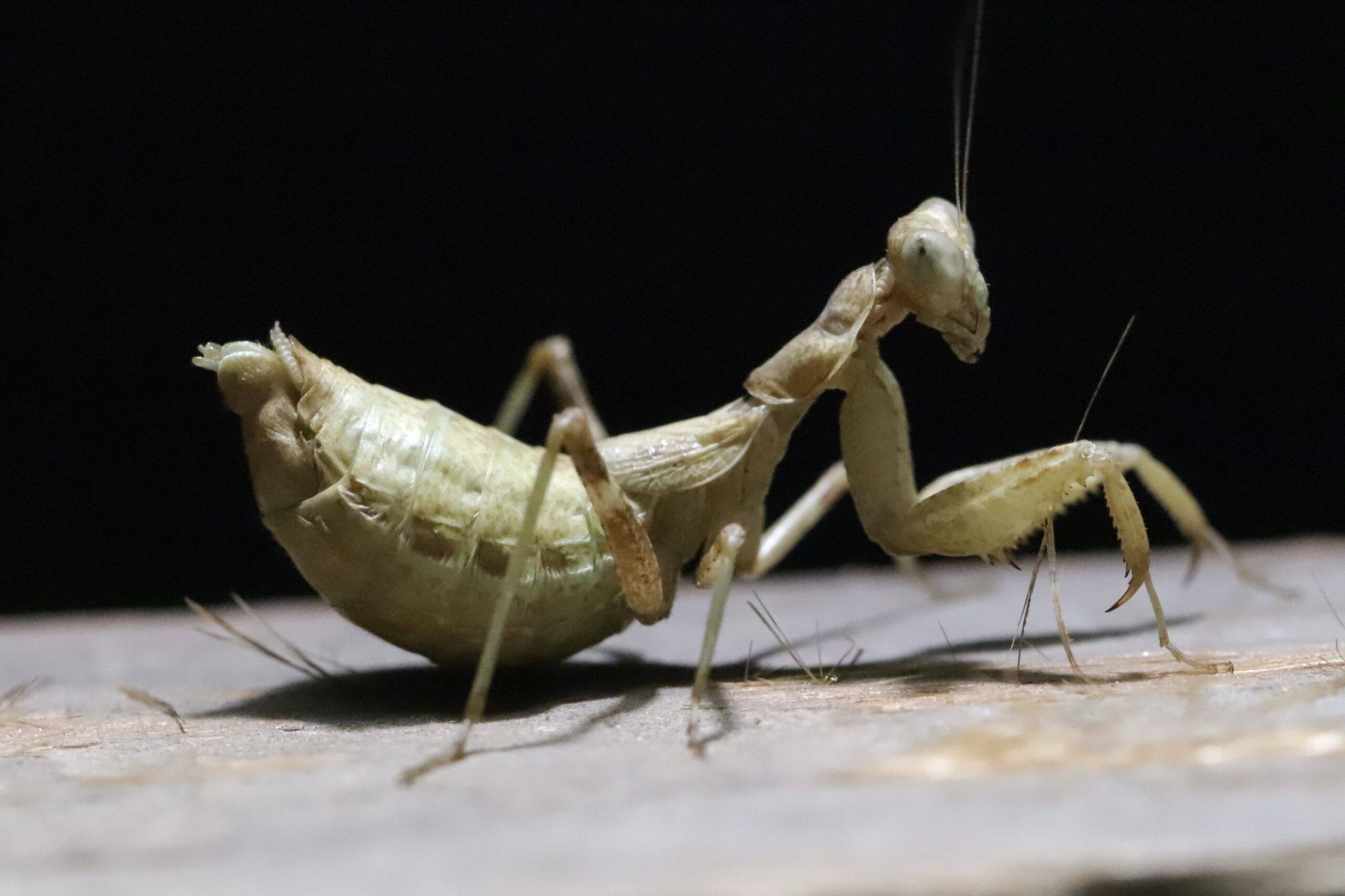 Ameles spallanzania