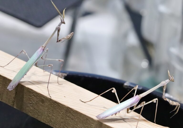 Empusa pennata