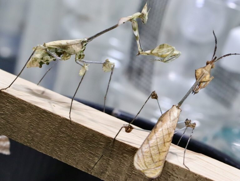 Gongylus gongylodes