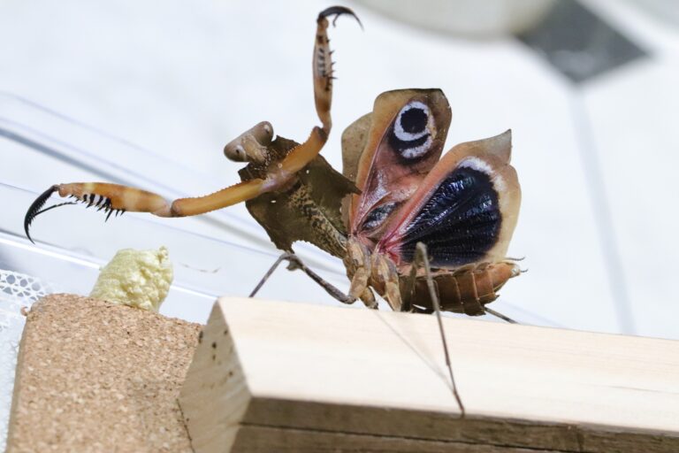 Deroplatys desiccata