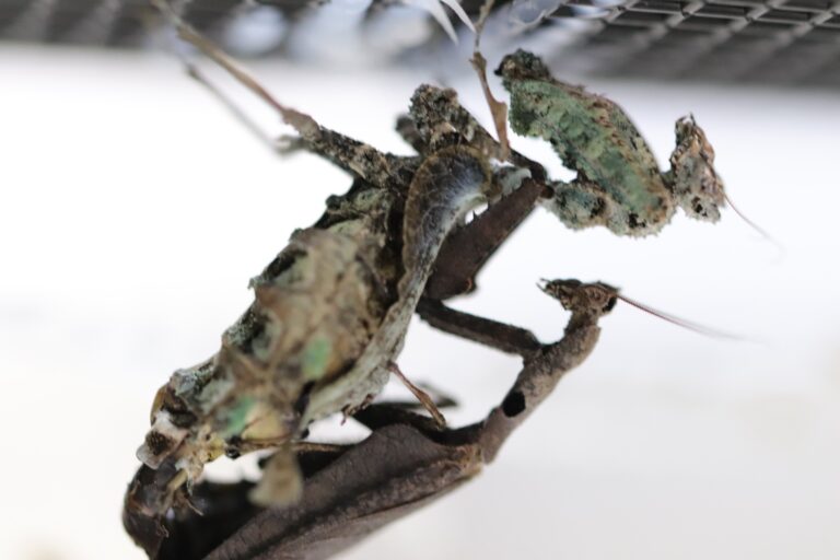 Pseudacanthops lobipes