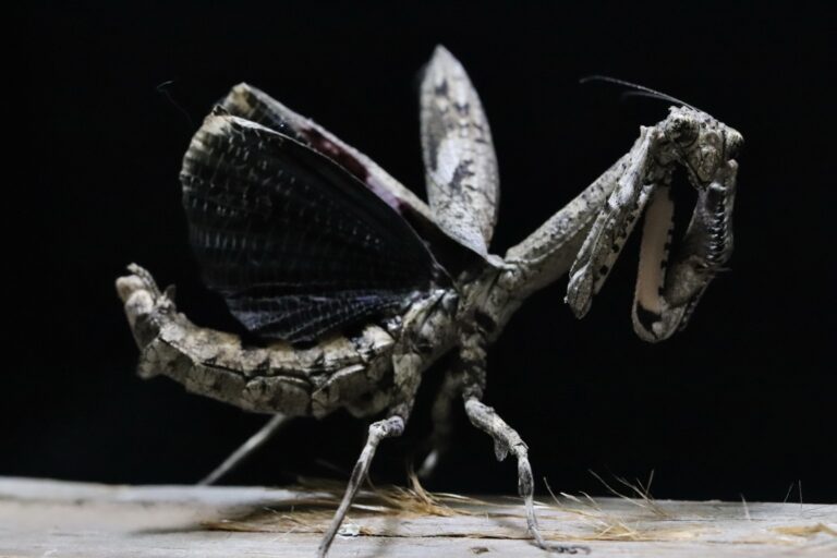 Popa spurca