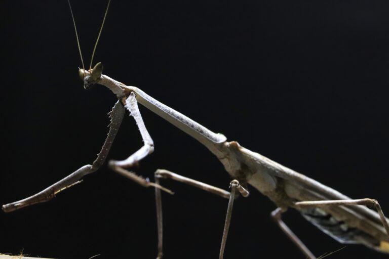 Heterochaeta orientalis