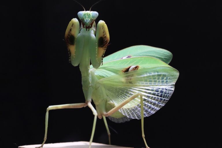 Stagmatoptera biocellata