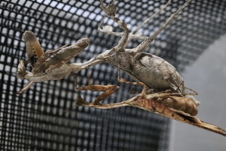 Deroplatys lobata