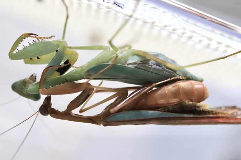 Prohierodula flavipennis