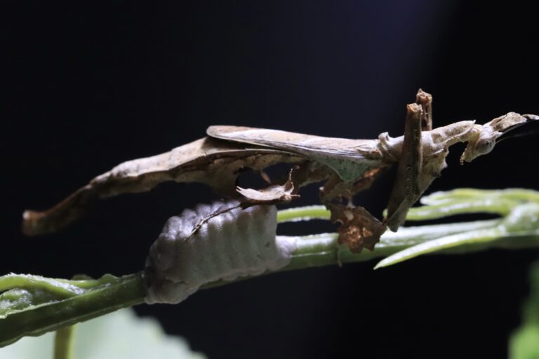 Stenophylla lobivertex