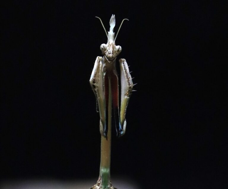 Empusa hedenborgii