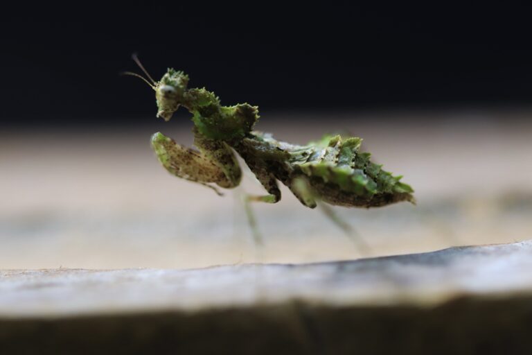 Astape denticollis
