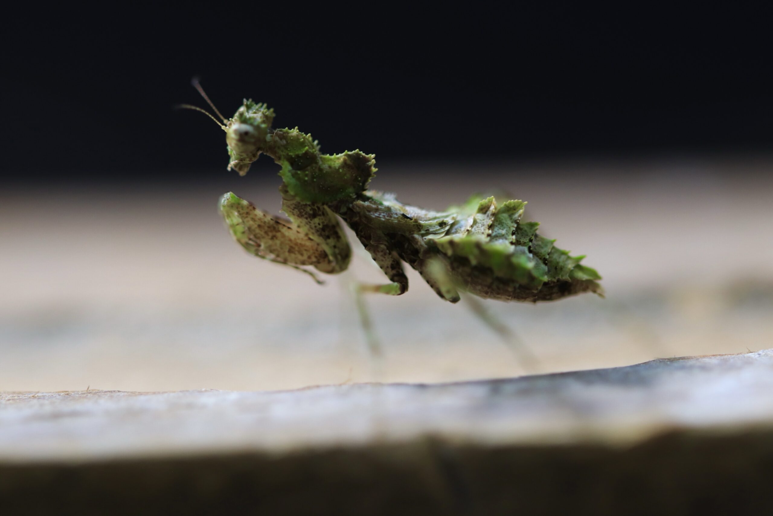 Astape denticollis