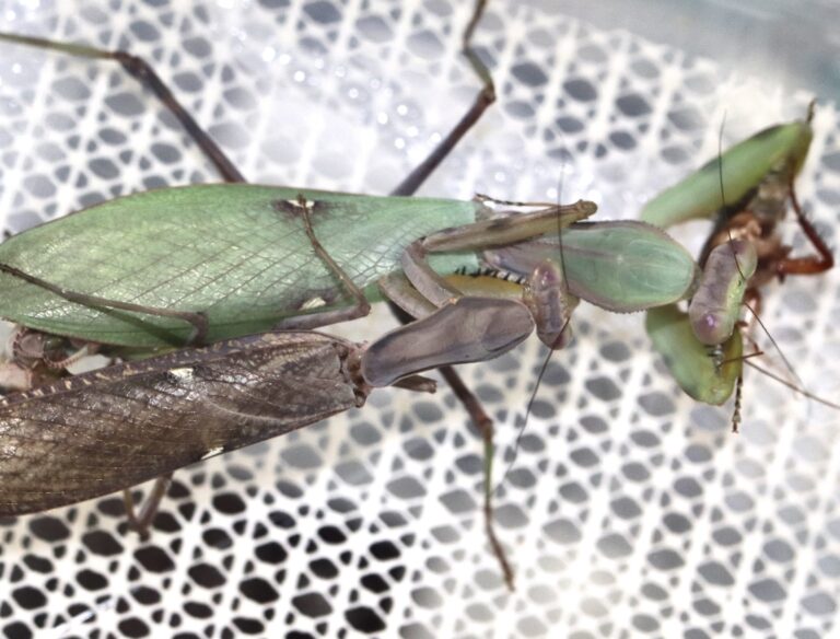 ハラビロカマキリ 生体 販売