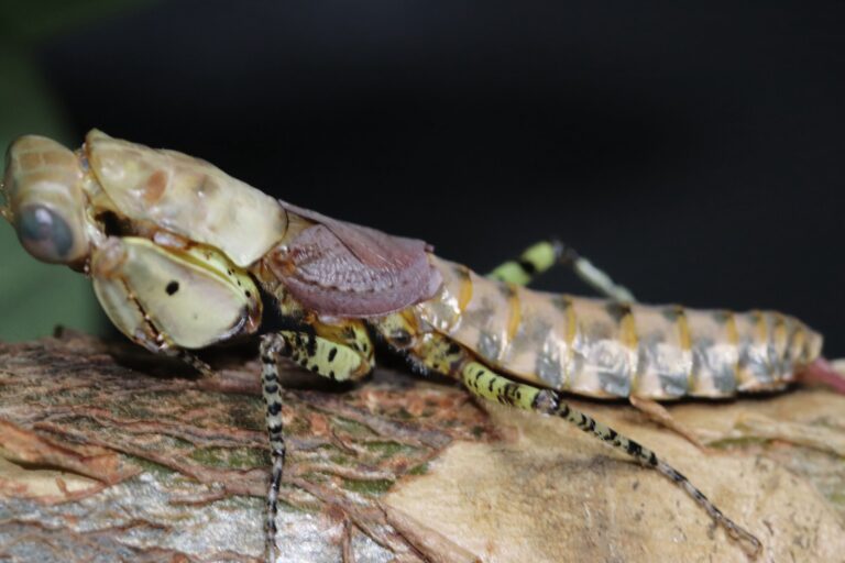 Tarachodula pantherina