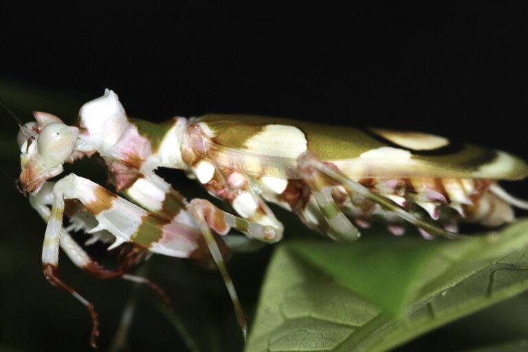Caliris elegans 生体 販売