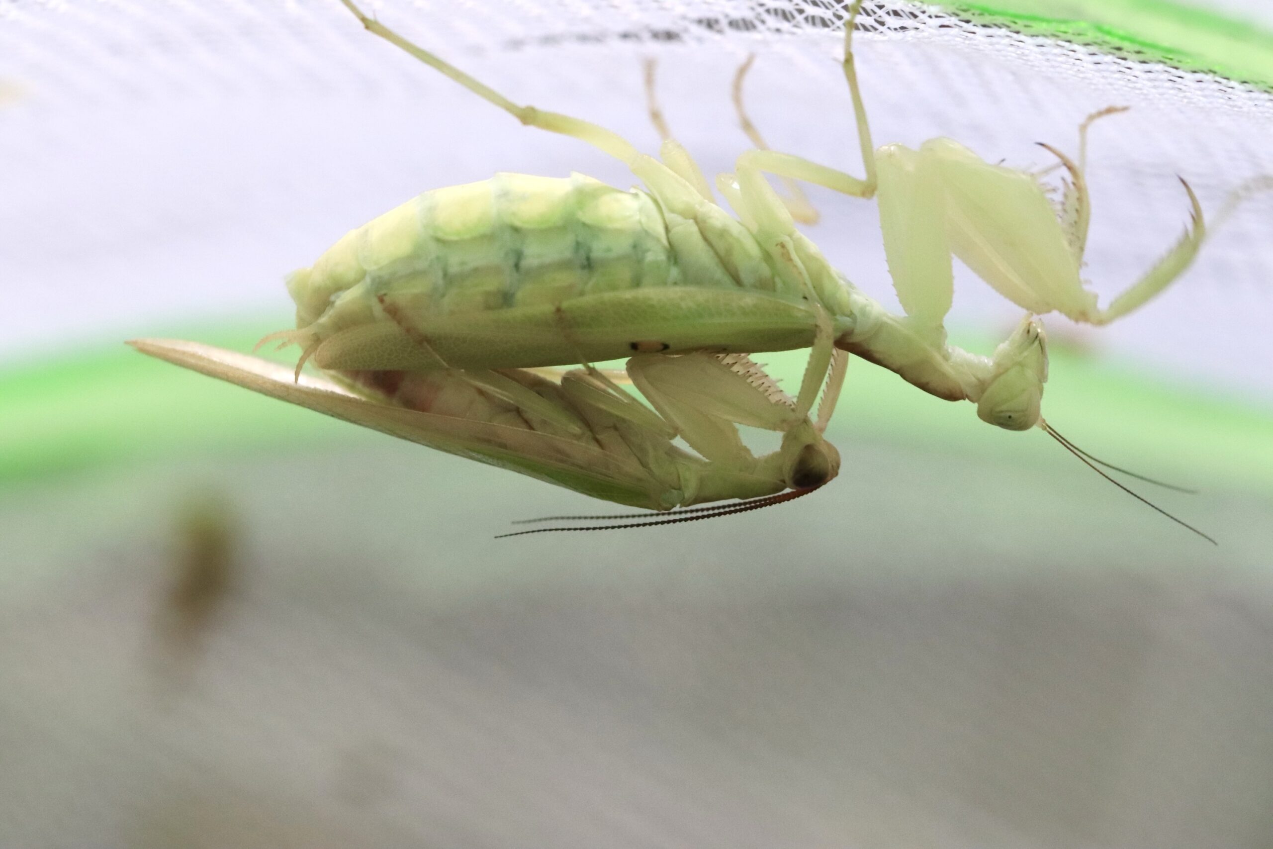 Chloroharpax modesta