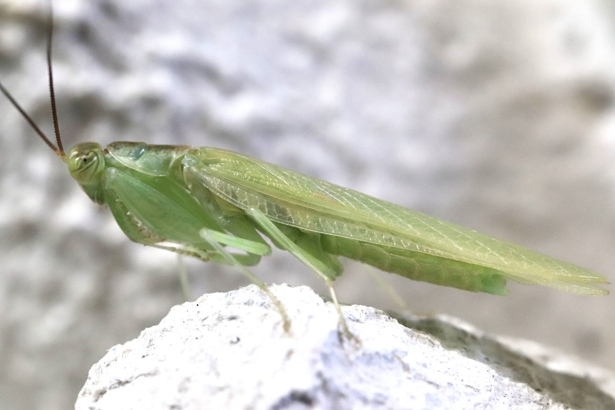 Chloroharpax modesta - 画像 (2)