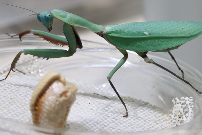 Hierodula majuscula 生体 販売