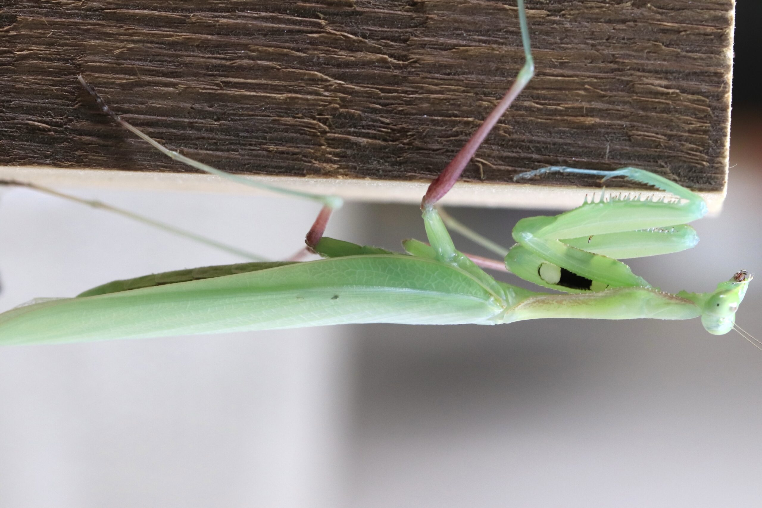 Alalomantis muta