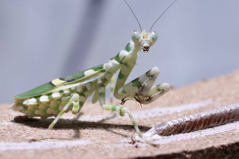 Theopropus cattulus