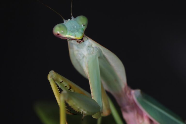 Rhombodera stalii 生体 販売