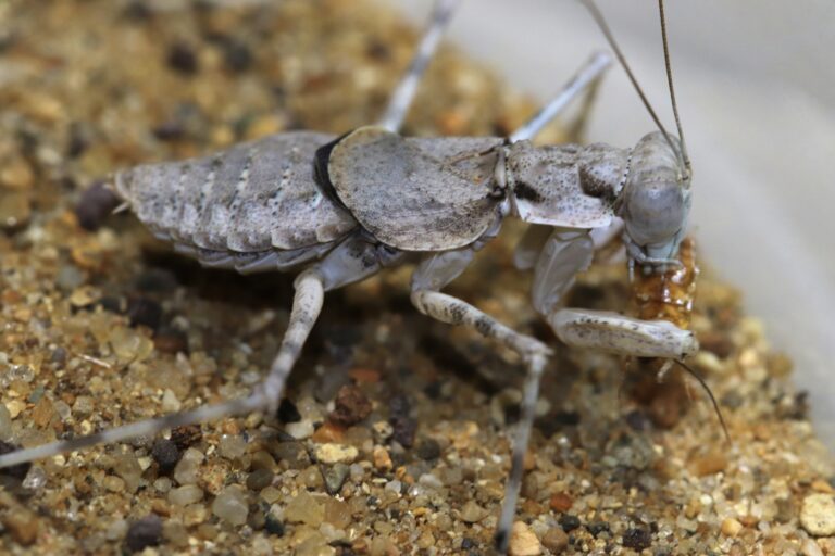 サバクカマキリ