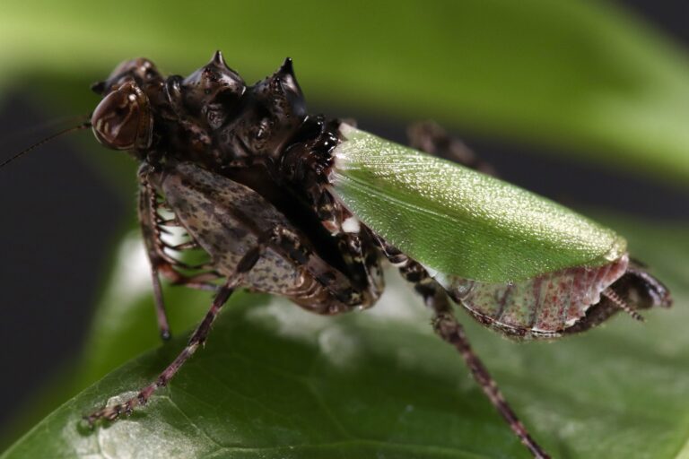 Pachymantis bicingulata