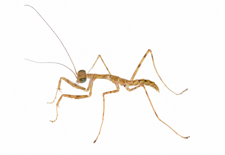Caliris elegans 生体 販売