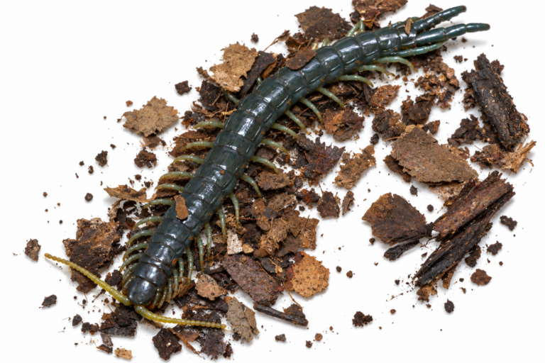 Ethmostigmus sp "Borneo Blue" 生体 販売