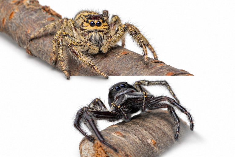 Hyllus giganteus 生体 販売