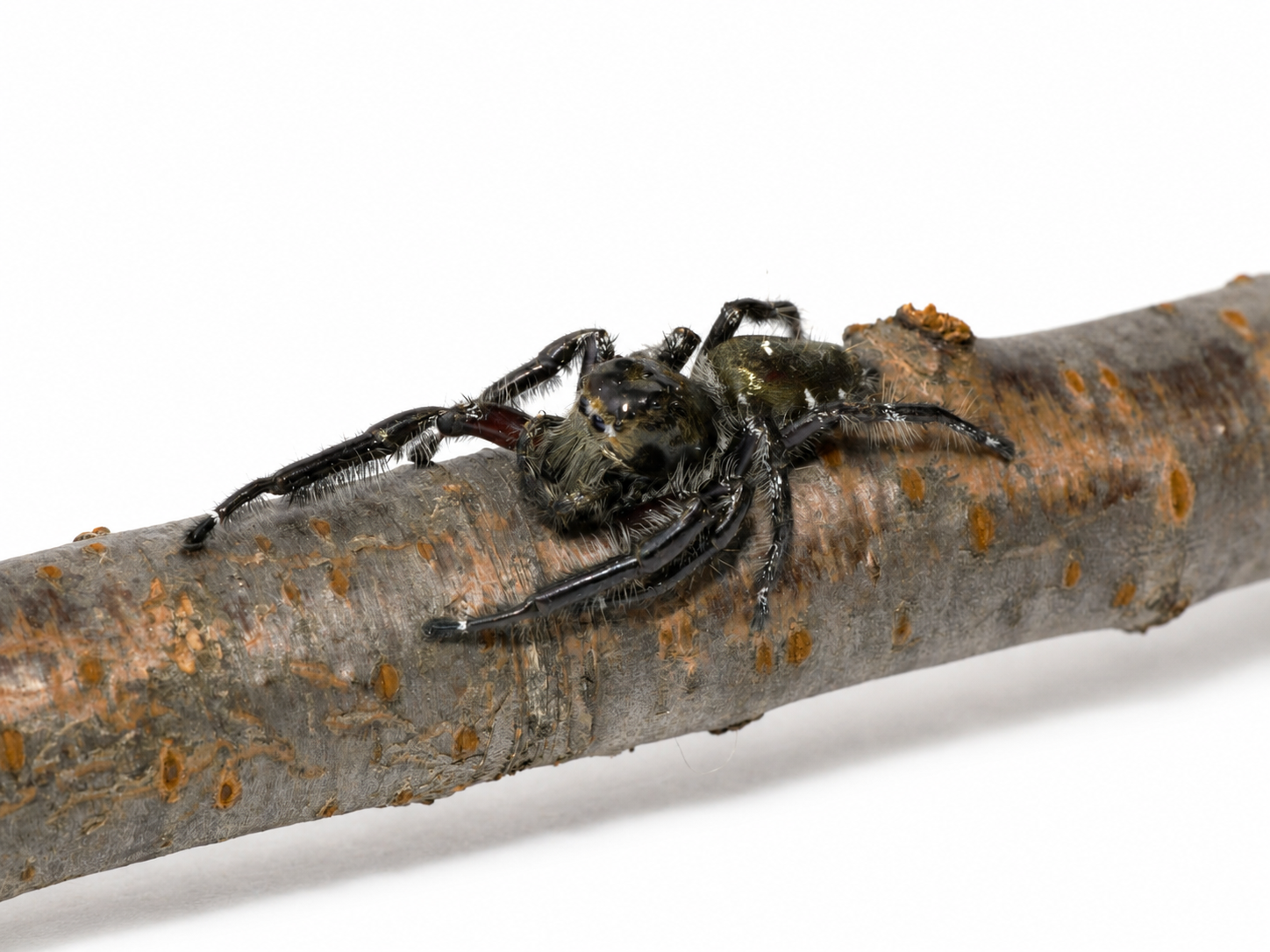 Pandercetes gracilis (Lichen Huntsman Spider) 生体 販売